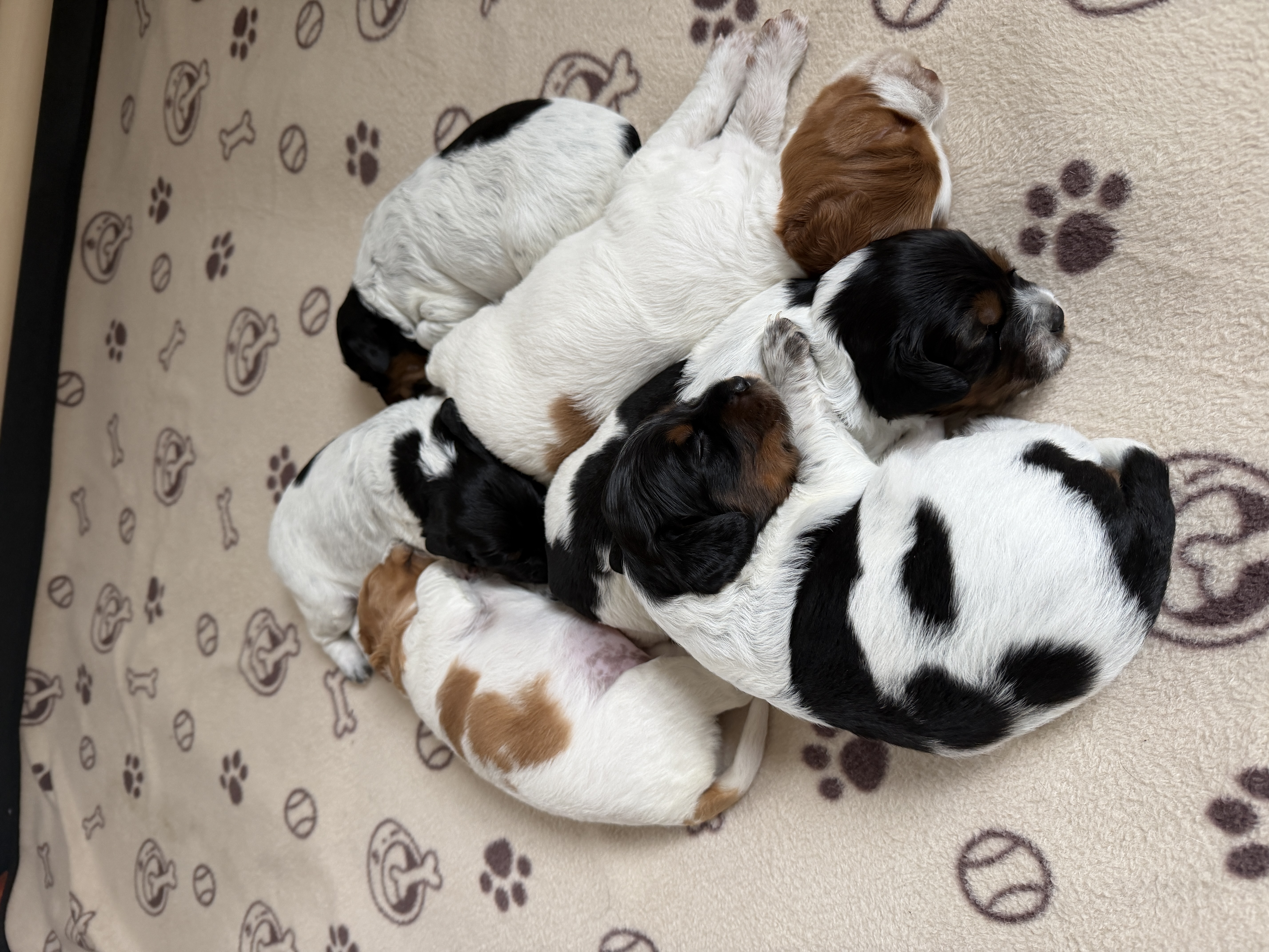 Á PROPOS DE NOUS Chiots Épagneuls Bretons de la première portée