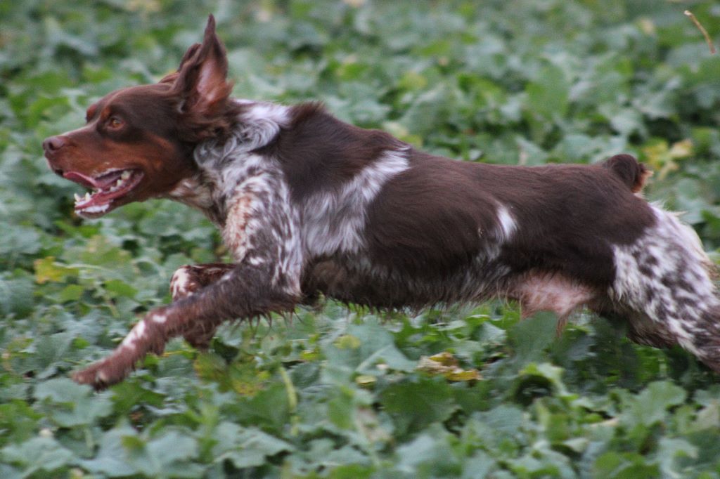 Nebbiu de la Vallée de la Py - Epganeul Breton