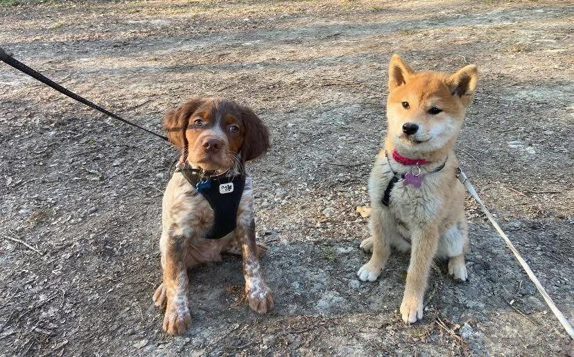 c03b2558 1de1 4902 ad06 15eef3e49389