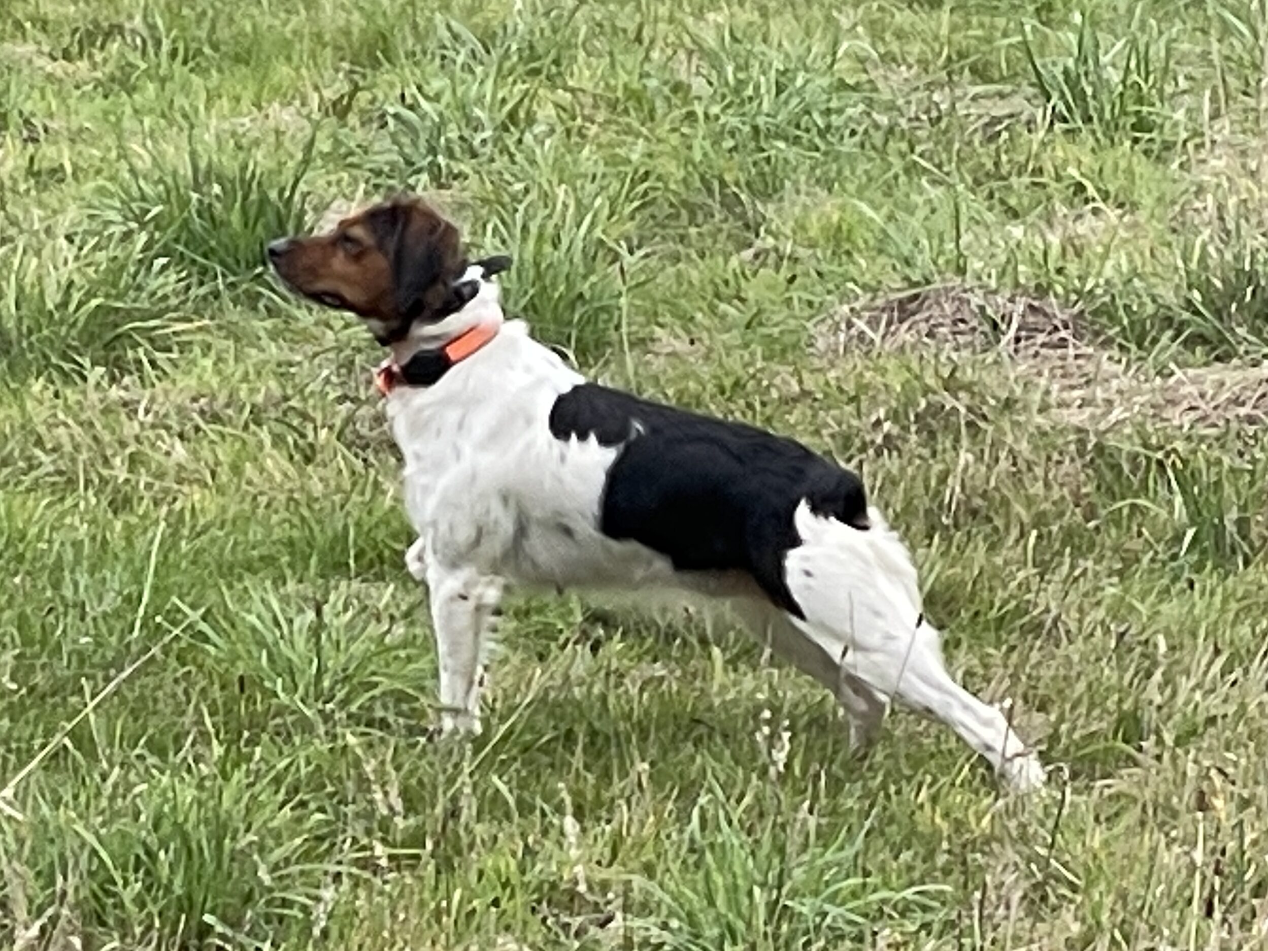 Una du Petit Selve - Brittany Spaniel
