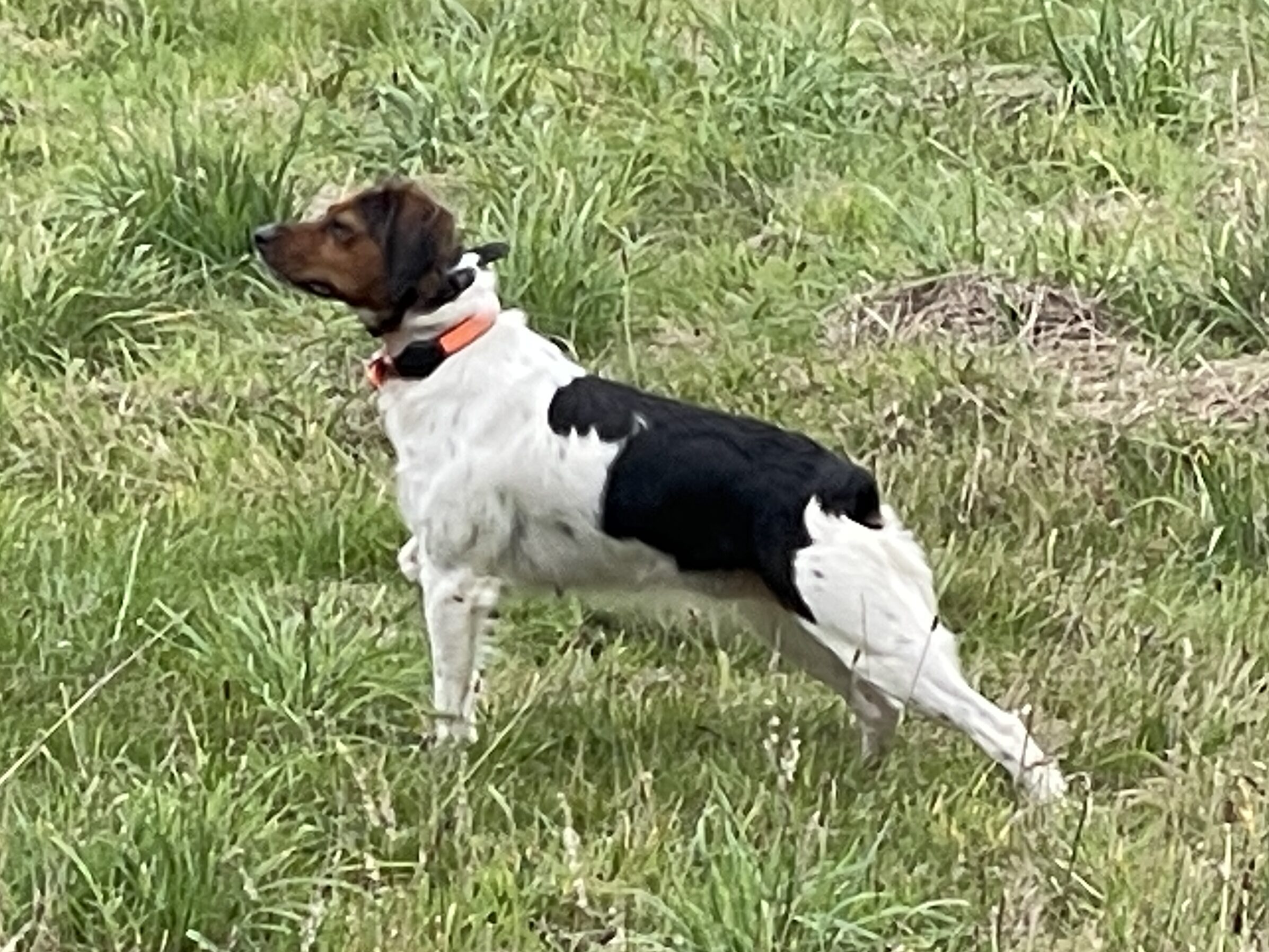 Una du Petit Selve - Epagneul Breton