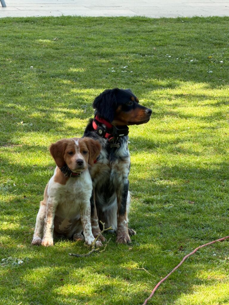 Brittany Spaniel family dog – Élevage de la Vallée d'Anogrune Belgium
