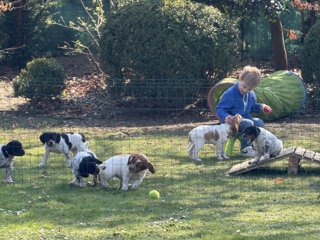 Épagneul Breton et enfants – Élevage de la Vallée d'Anogrune Belgique