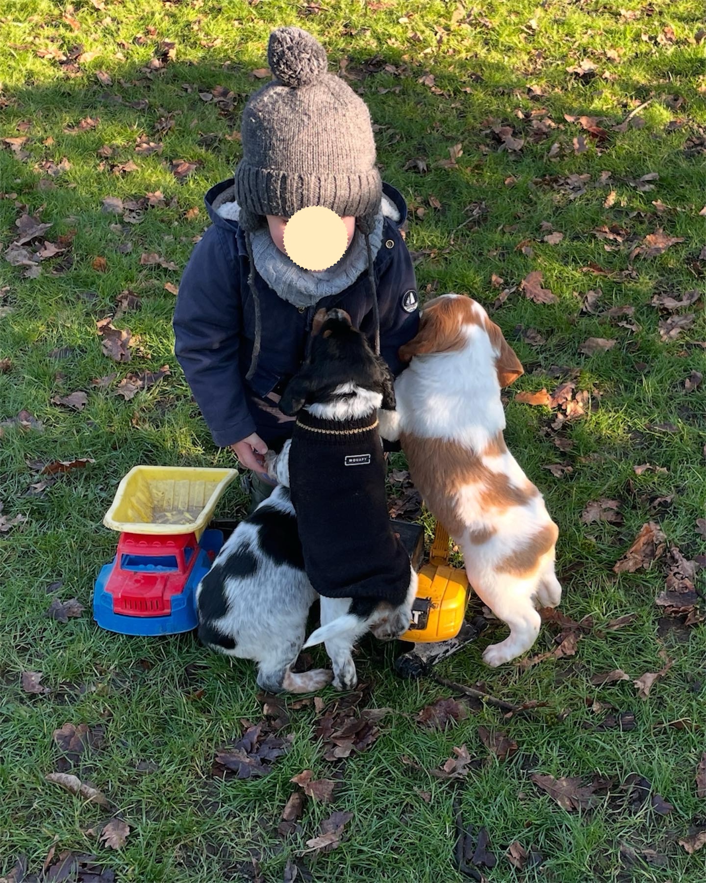 ACCUEIL Jules entouré de chiots Épagneul Breton, visage masqué